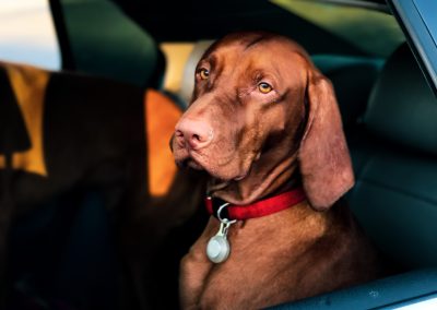 Transport Animaux Vivants AD