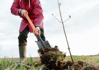 UCARE DU BP REA : ARBORICULTURE