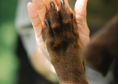 UCARE du BP EC : MÉDIATION ANIMALE