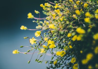 UCARE DU BP AP : METTRE EN PLACE UN JARDIN VIVRIER