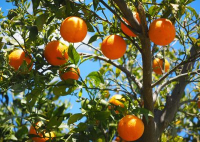 UCARE DU CAPA JP : TAILLE DES FRUITIERS