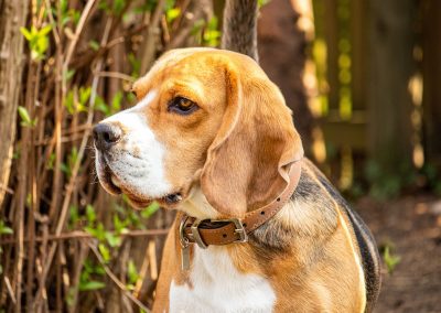 UCARE du BP EC : PENSION CANINE